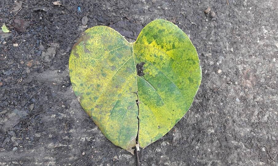 leaf 2